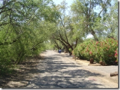 winding neighborhood road in colonia solana a central tucson neighborhood