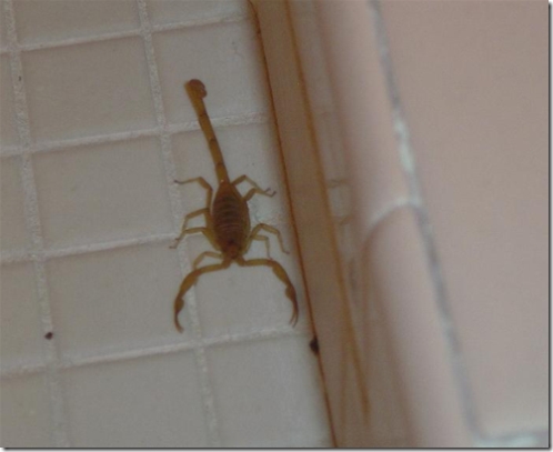 my first scorpion in a house sometimes a part of tucson real estate