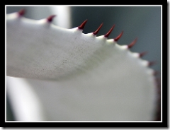 cactus spines by marchenland on flickr