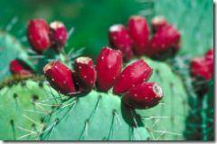 prickly pear fruit on cactus in tucson