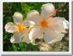 tucson oleanders commonly found around homes