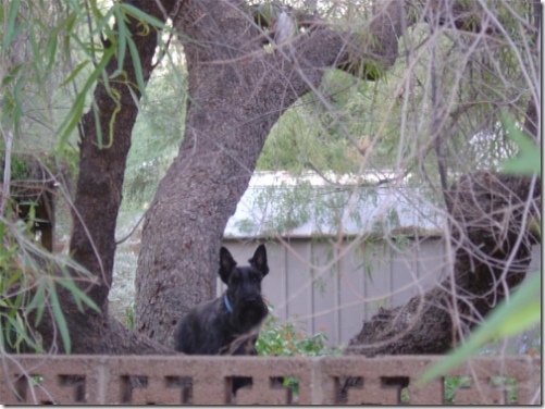 scottie in a tree