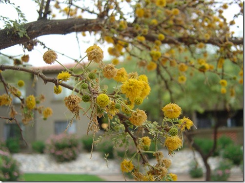 closeup of white thorn acacia bloom