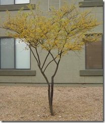 white thorn acacia tree
