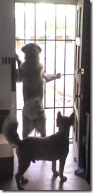 dogs looking outside leash laws say they can't go outside without a leash in city of tucson