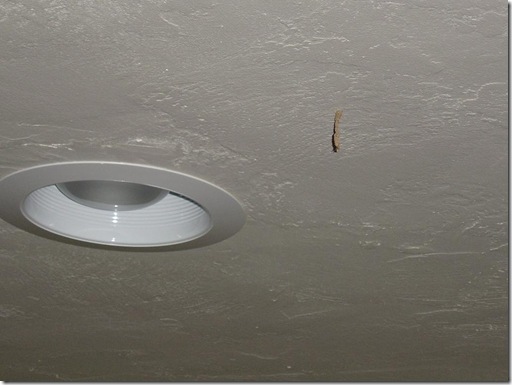 termite tube on the ceiling of my house