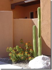 cactus and a stucco wall