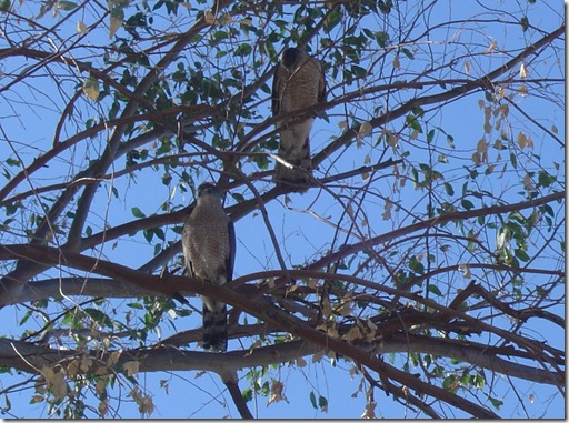 hawks in the tree