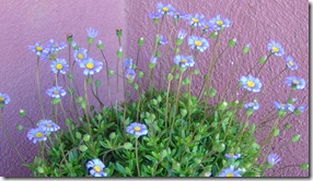 pretty blue flowers at a tucson home