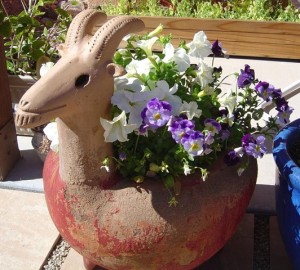 Pretty Flowers at a Tucson Home