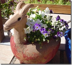 goat flower pot at a tucson home