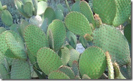cactus in tucson