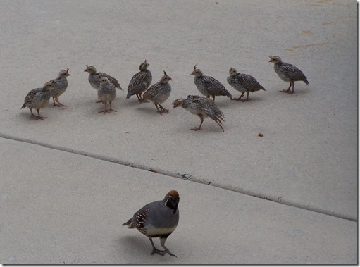 baby quail at a home in tucson