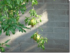pomegranates