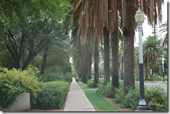 tree lined street in sam hughes, a tucson neighborhood near U of A