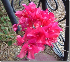 bougainvillea flower