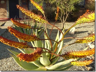 blooming cactus