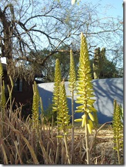 more blooms