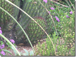 cactus and flowers in tucson