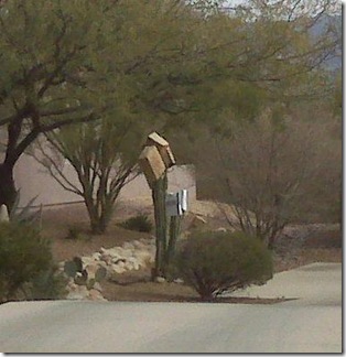 more bags on cactus in tucson
