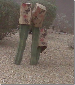 bags on cactus in tucson