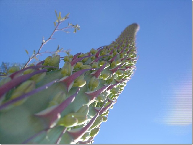 bloom