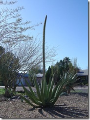century plant