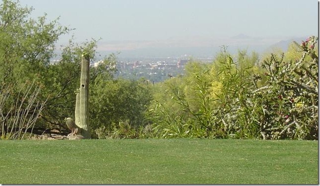 bunny at la paloma