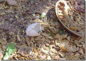egg