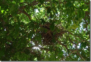 nest