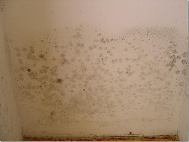 more mold in a tucson home
